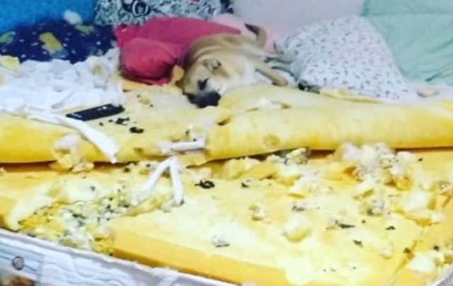 Instagram/@chico_and_luke O cão Chico, que ficou conhecido após ter destruído o colchão da tutora e vídeo viralizar nas redes sociais.