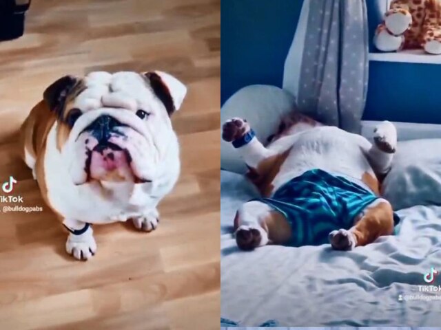 Tiktok/@bulldogpabs O cão Pablo não é adepto de uma vida fitness e prefere ficar deitado.