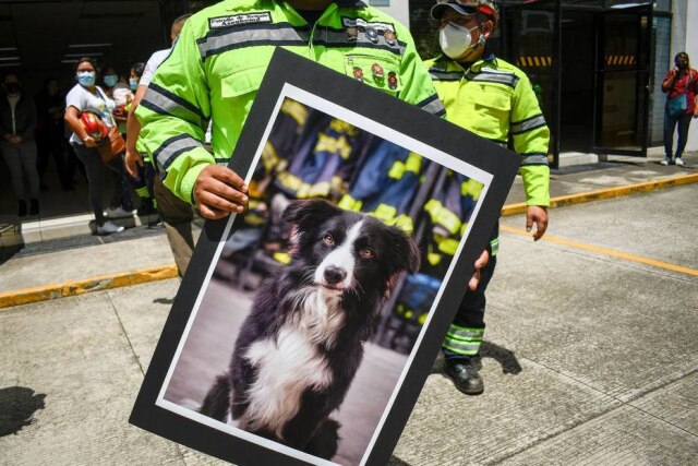 Johan Ordonez/ AFP Bombeiro carrega foto de Fox, cachorro da equipe de salvamento
