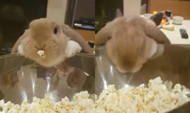 Reprodução/YouTube Vídeo de coelho comendo pipoca viraliza na internet.