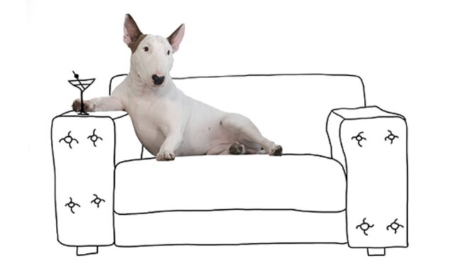 Instagram.com/ RafaelMantesso O Bull Terrier chamado Jimmy Choo ganhou uma coleção da marca que leva seu nome