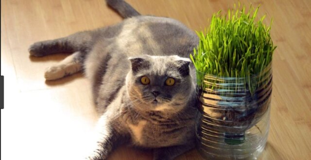 Pixabay Sobrepeso em gatos pode causar lesões físicas, mas há soluções pouco exploradas para o problema.