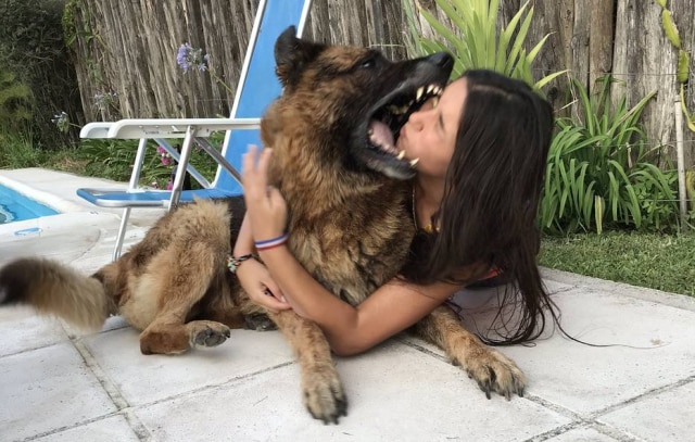 Cachorro morde rosto de jovem durante foto; o momento - Emais
