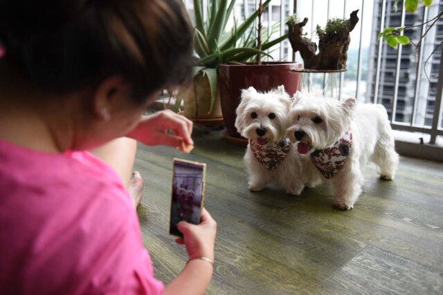 Catherine LAI / AFP Com dezenas de milhares de seguidores no Instagram, Sasha e Piper são tendência nesta rede social em Cingapura.