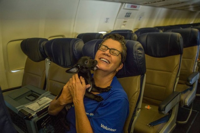 Reprodução Twitter/ @SouthwestAir Cães e gatos de um abrigo fugiram do furacão Harvey em voo especial