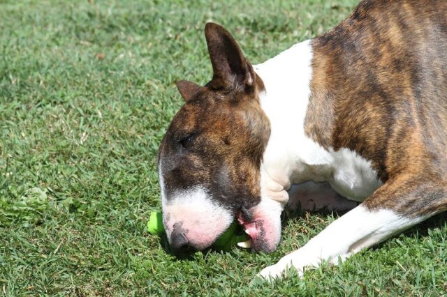 Pixabay/ @I_Love_Bull_Terriers Cadela faz os resgates durante passeios