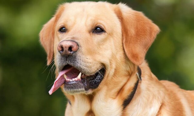 Pixabay / @Chiemsee2016 Animais levam conforto a sobreviventes de trágedias