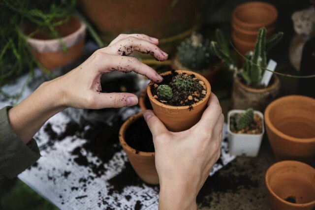 Pixabay/rawpixel Um aposentado londrino foi proibido de entrar em seu próprio jardim após ameaçar uma vizinha que também queria cuidar do local