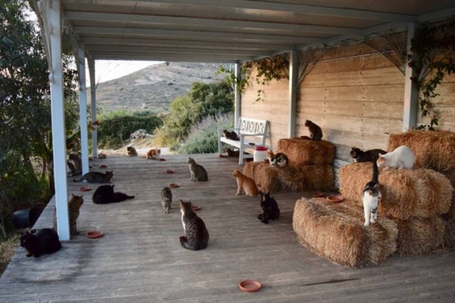 Facebook / God's Little People Cat Rescue Imagem ilustrativa.
