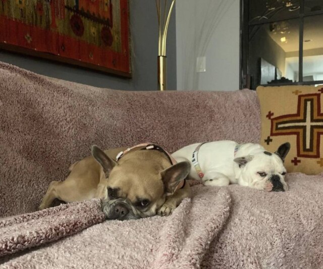 Instagram/@ladygaga Os dois buldogues franceses da cantora Lady Gaga.