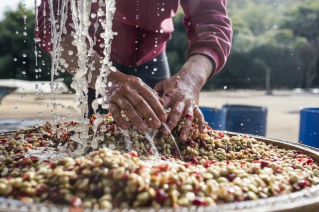 Nathalie Artaxo|Divulgação Café da fazenda Santa Terezinha, em Paraisópolis (MG)