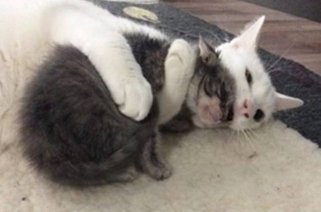Reprodugão/ Instagram O gatinho Benny e o seu mais novo 'filho' adotado