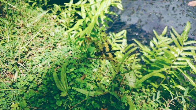 Pixabay/ Unsplash Menina foi ao jardim mostrar a 'weed' que tinham em casa