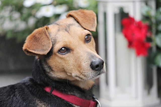 Pixabay Cachorros não enxergam as cores? Cientista diz que um dos conhecimentos mais difundidos sobre os cães está errado.