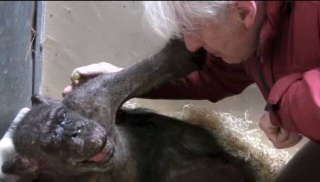 Youtube/Jan A R A M van Hooff Encontro emocionante entre a chimpanzé Mama e seu velho amigo, o professor Van Hooff