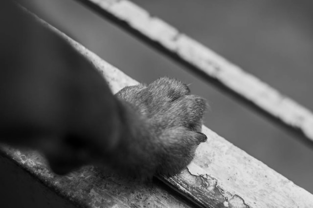 Pixabay/varunkul01 Uma mulher texana literalmente teve um ataque cardíaco por conta de um coração partido após a morte da sua cadela