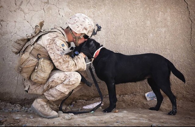 Pixabay Cães do exército foram salvos do sacrifício após mobilização da população e do ministro de Relações Exteriores do Reino Unido. Imagem ilustrativa.