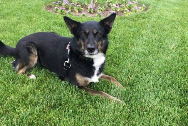 Facebook / Searchdog Ruby foi devolvida quatro vezes ao abrigo de animais até se tornar uma cadela de busca e resgate para a polícia americana.