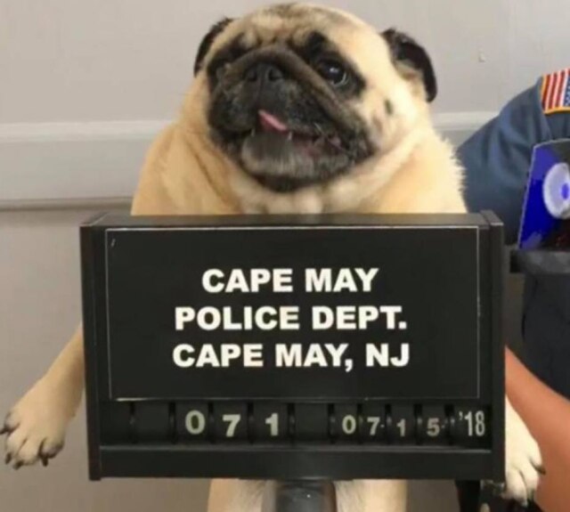 Instagram / @capemaycitypolice Bean, uma pug que fugiu de casa em Nova Jérsei, nos Estados Unidos, acabou indo parar em uma delegacia na região.