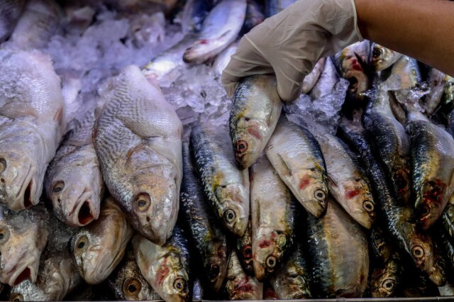 Gabriela Biló/Estadão Fora de risco. Maioria dos pescados de SP vêm do Sul e Sudeste do País, como as sardinhas