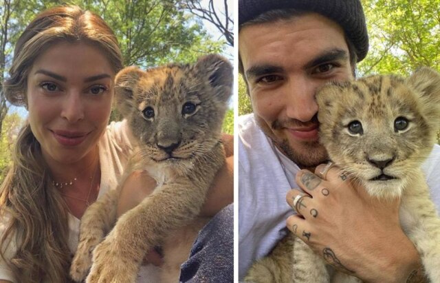 Instagram / @massafera Grazi Massafera e Caio Castro postaram fotos ao lado de filhote de leão