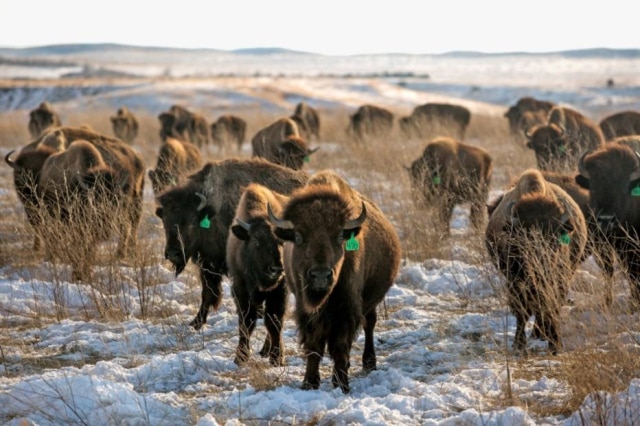 Hoje, há cerca de 500 mil bisões nos Estados Unidos.