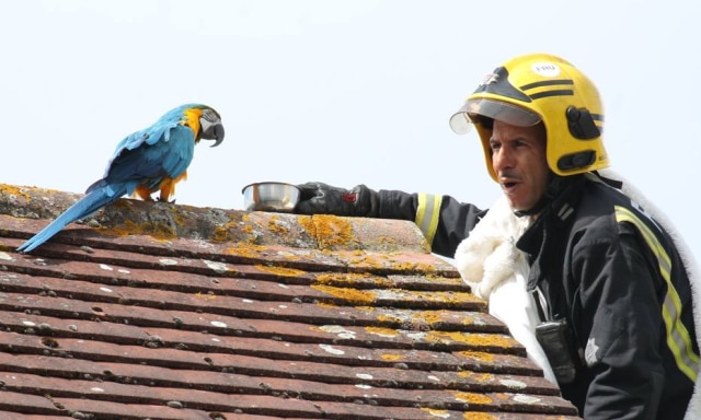 Paul Wood / London Fire Brigade | Twitter / @LondonFire Bombeiro durante o resgate de arara.