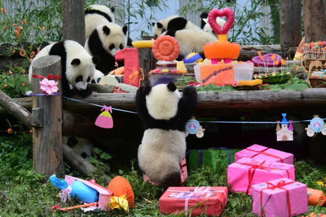 China Daily via Reuters A equipe do centro de pesquisa preparou um bolo de aniversário de frutas para os filhotes