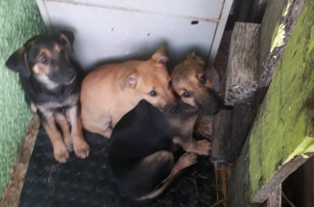 Cachorros foram levados para um local coberto da guarda municipal.