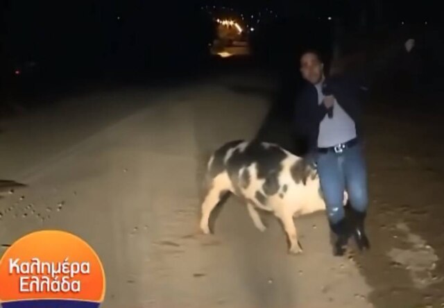 Youtube / Christos Kintis Participação de repórter em programa de televisão foi atrapalhada por perseguição de porco