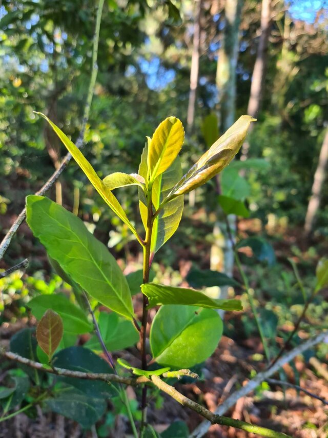Carla Saueressig Schinke Planta típica da Mata Atlântica, a erva-mate ganha novos significados