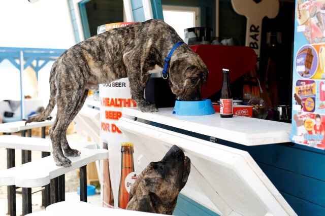 REUTERS/Antonio Bronic Um cachorro bebe cerveja em praia na Croácia.
