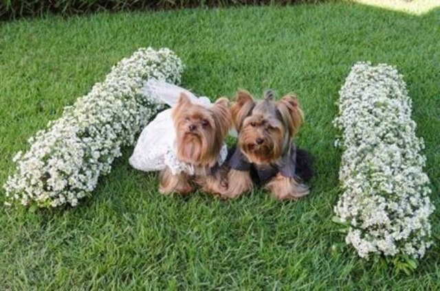 Divulgação Pets vestidos a caráter