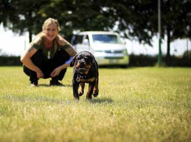Pixabay / 947051 Mesmo após o fim do casamento, homem continua mandando presentes para o cachorro que era do casal