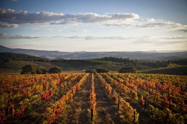 João Pedro Marnoto|Divulgação Trás-os-Montes. Paisagem de vinhedo da Valle Pradinhos