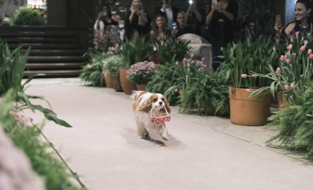 Somos Fratelli/Imagem cedida pelo fotógrafo A cachorra da youtuber, Zara, levou as alianças