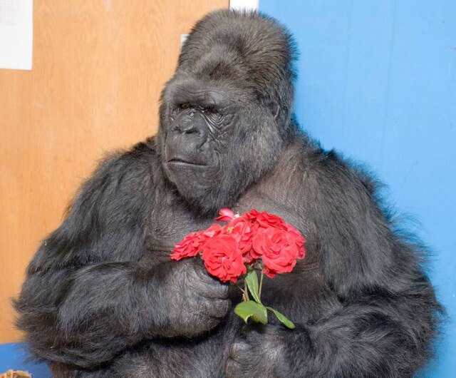 Facebook.com/Koko-The-Gorilla-Foundation Koko conseguia se comunicar em linguagem de sinais e entender palavras em inglês verbal.