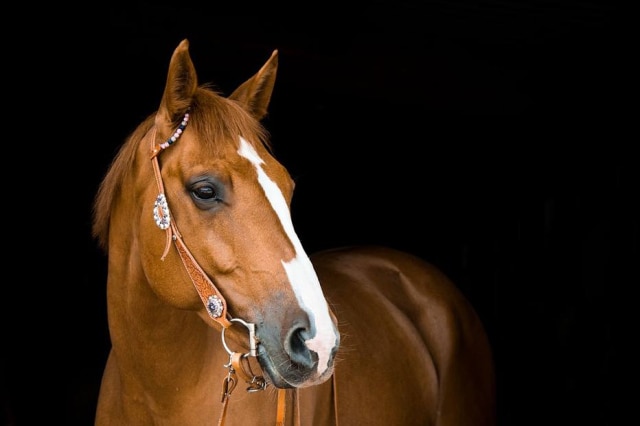 Pixabay Cavalo entrou em bar em Chantilly, na França, e assustou clientes.