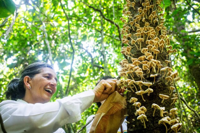 Tiago Queiroz/Estadão Neide Rigo, colunista do 'Paladar', em expedição para coletar cogumelos silvestre na Ilha do Cardoso.