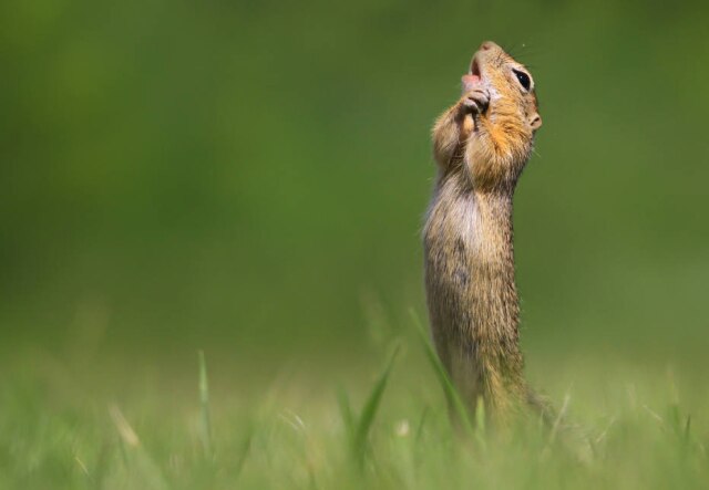 Roland Kranitz / Comedy Wildlife Photo Awards 2020 O registro de um roedor que parece estar cantando ópera foi escolhido pelo público como a foto mais engraçada de 2020