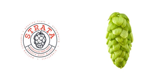 Indie Brewers Novo lúpulo Strata, criado pela Indie Brewers, no Oregon