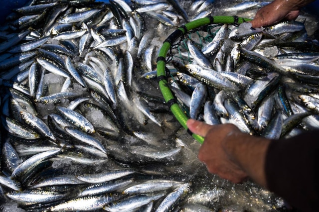 A worker prepares the daily catch of sardines for delivery to the Conservas Pinhais e Cia factory in Matosinhos
