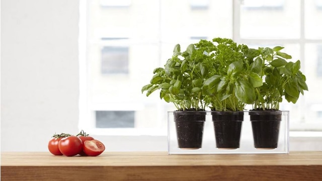 Divulgação Vaso da neolandesa Boskke é mão na roda para quem não lembra de regar as plantas