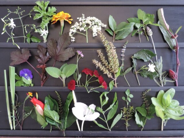 Neide Rigo|Estadão Direto da horta. Seleção de ervas e flores de horta comunitária na zona oeste, um verdadeiro jardim de utilidades