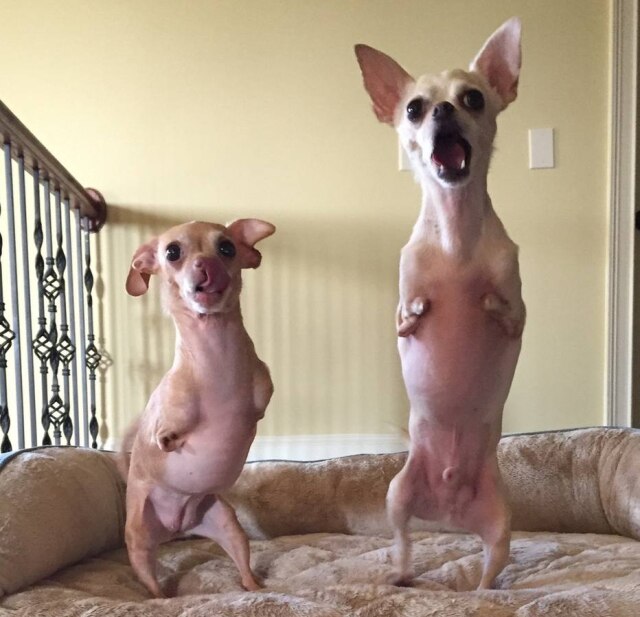 Reprodução/Therese Vu Cachorros que nasceram sem patas dão lição de amor.