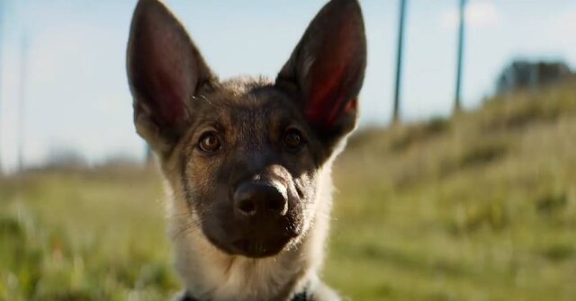 Reprodução/Trailer 'Quatro Vidas de um Cachorro'