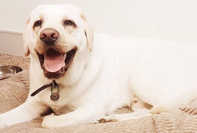 Instagram / @parkhyattmelbourne Senhor Walker é um labrador de menos de dois anos
