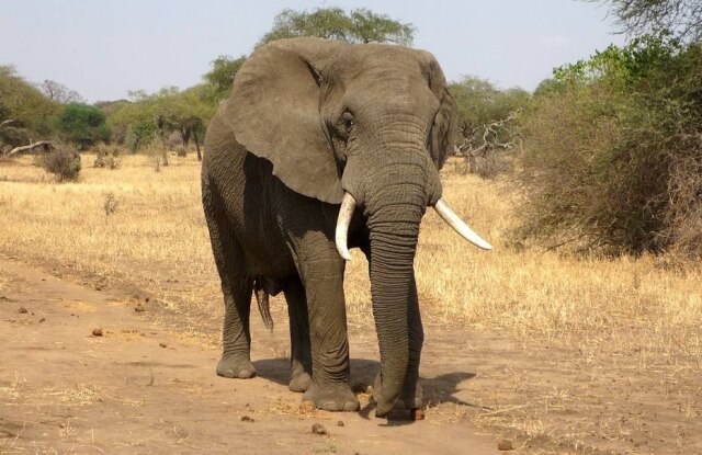 Pixabay/@ajoheyho Ali é um elefante adulto que vive no zoológico desde 1997