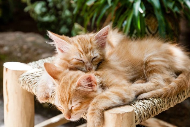 Pìxabay Assim como os cães, gatos também podem sofrer com DSTs.