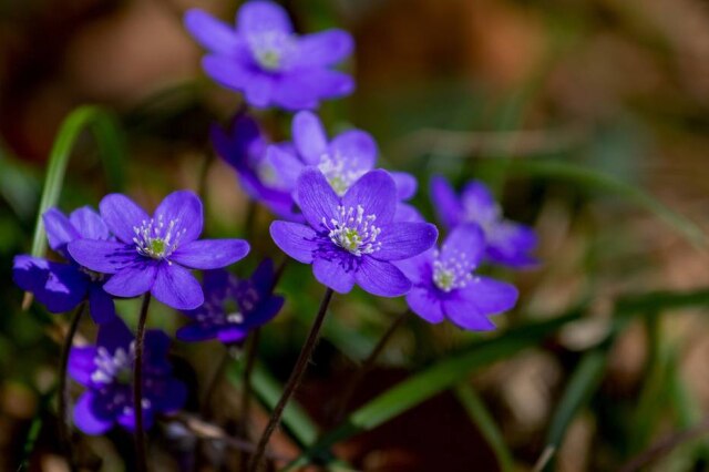HoliHo/Pixabay Fevereiro roxo: lúpus e fibromialgia ficaram mais conhecidas após personalidades declararem que sofrem dessas doenças.